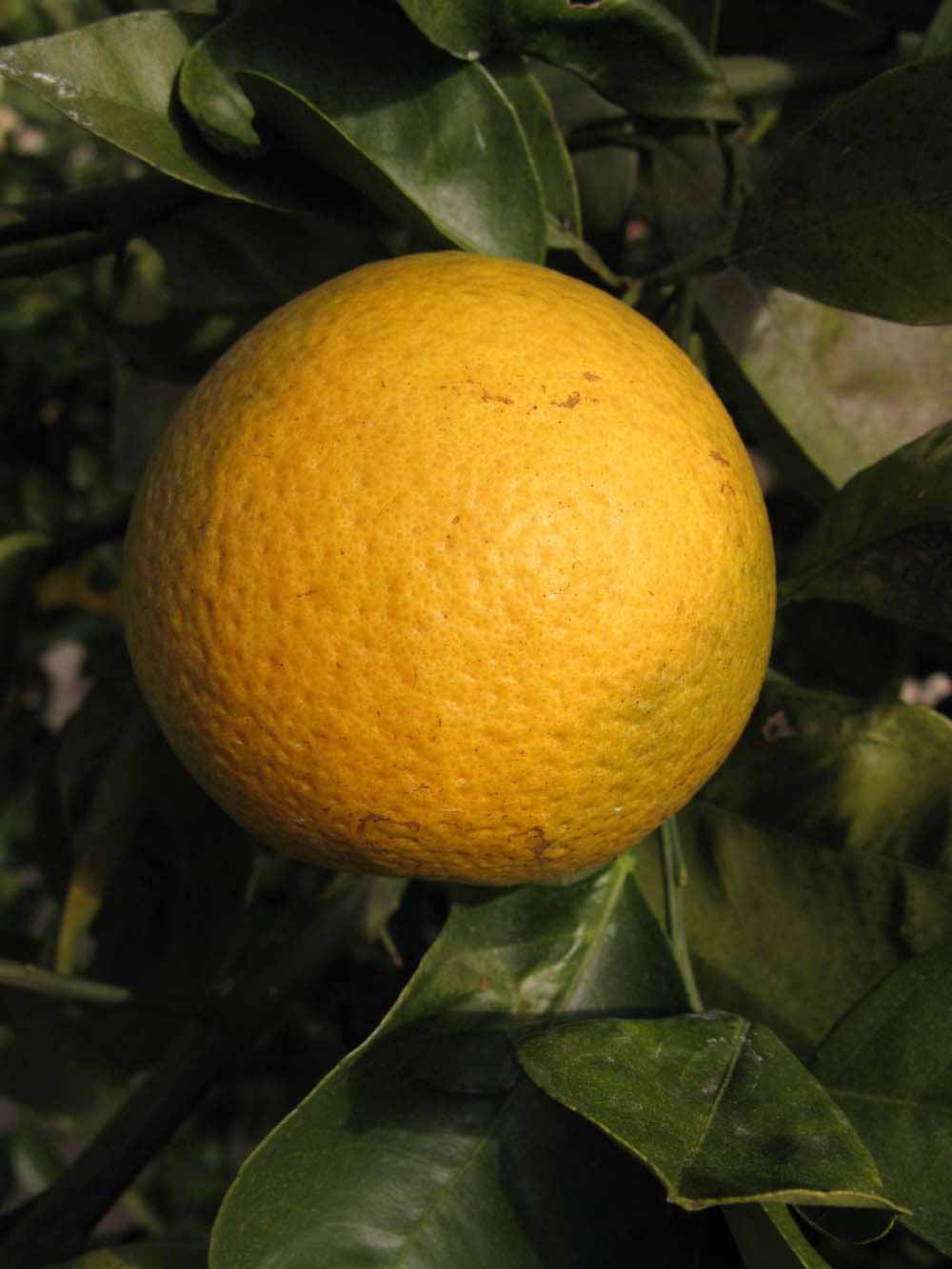            Fruit (Winter Haven, FL)   